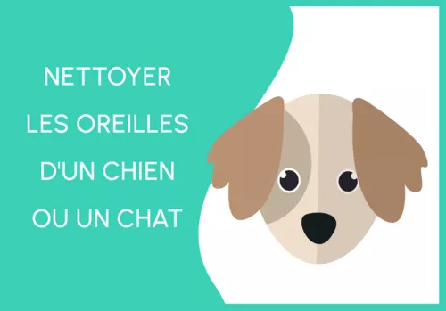 Comment nettoyer les oreilles de son animal ?